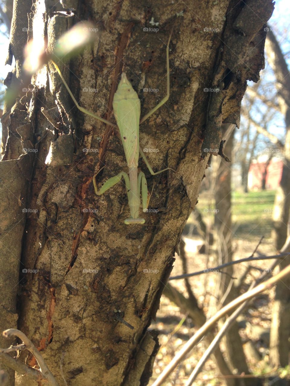 Mantis on a tree in the morning 