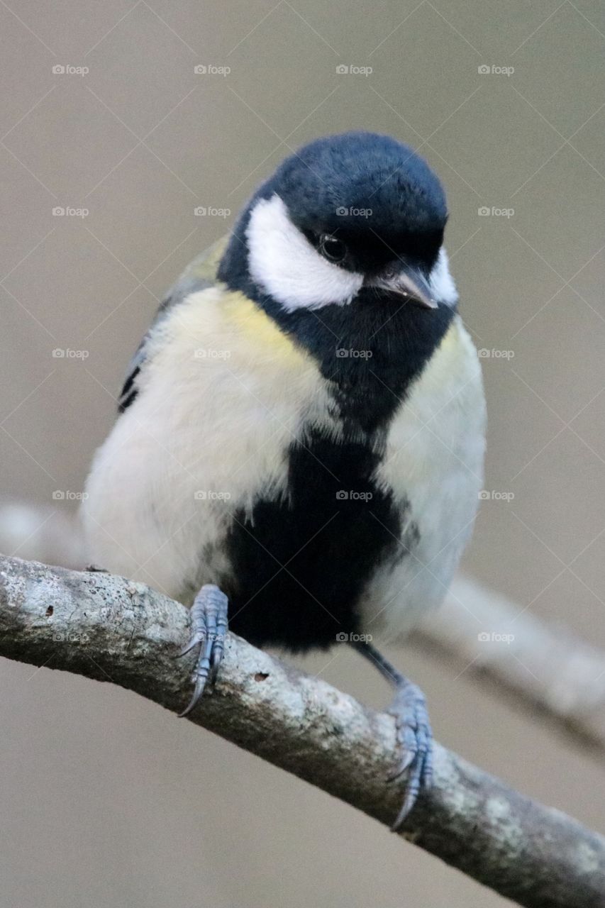 Great tit