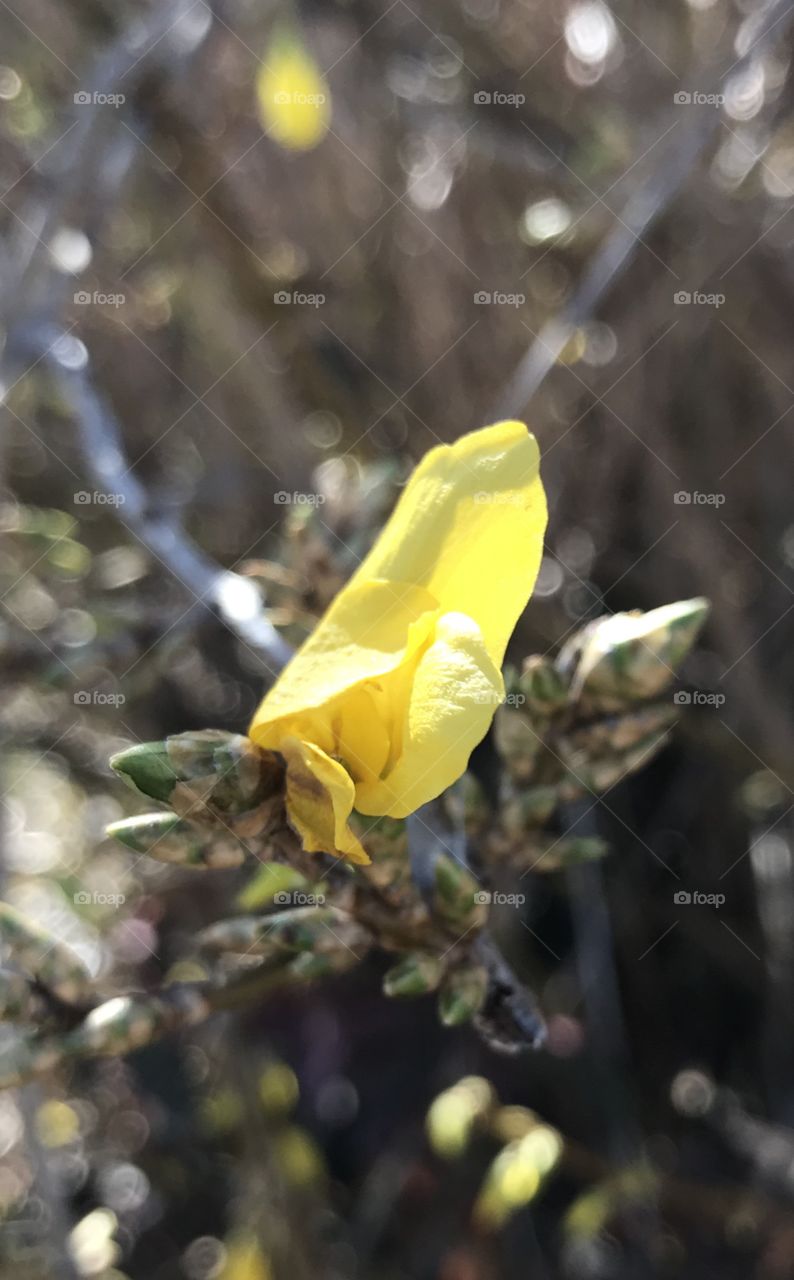 Early Blooming Forsythia 