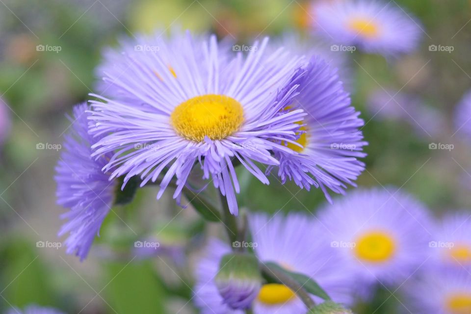 Complementary Colors