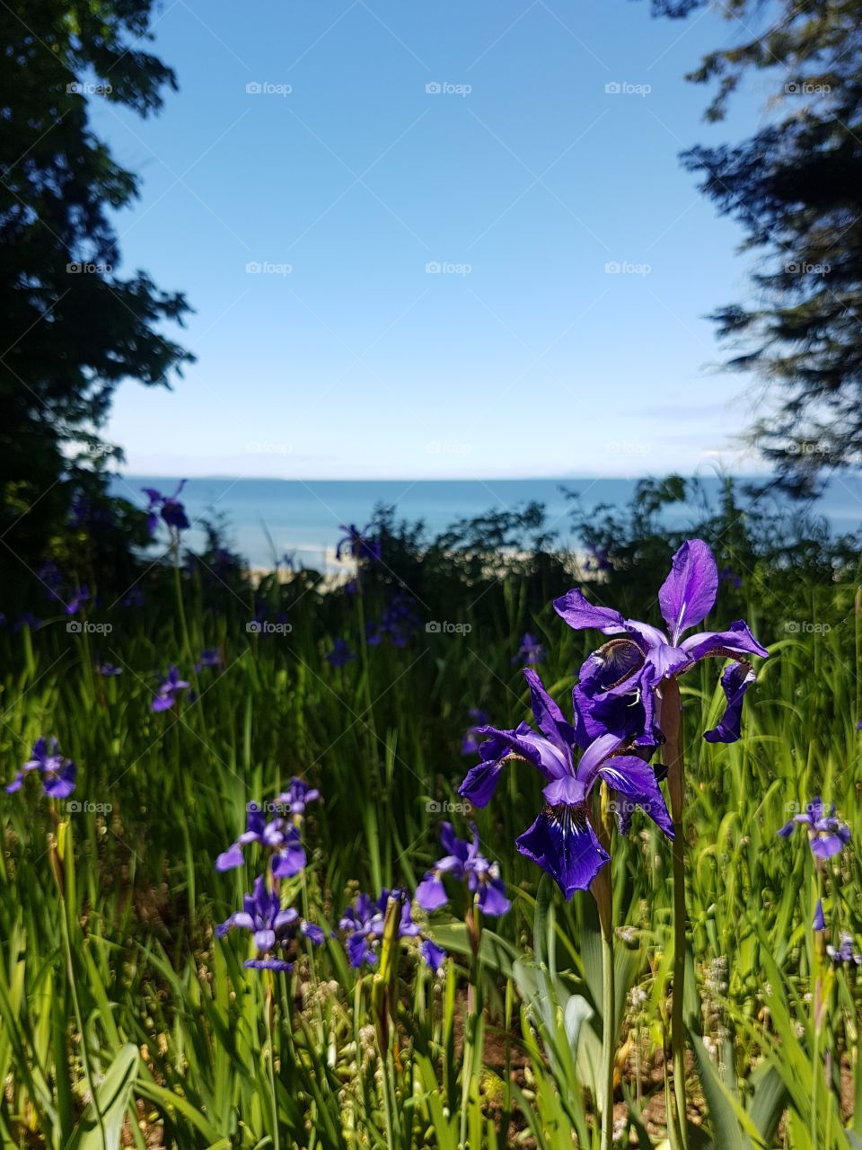 Garden field of lush grass and large purple Iris flowers with opening view of blue ocean beach