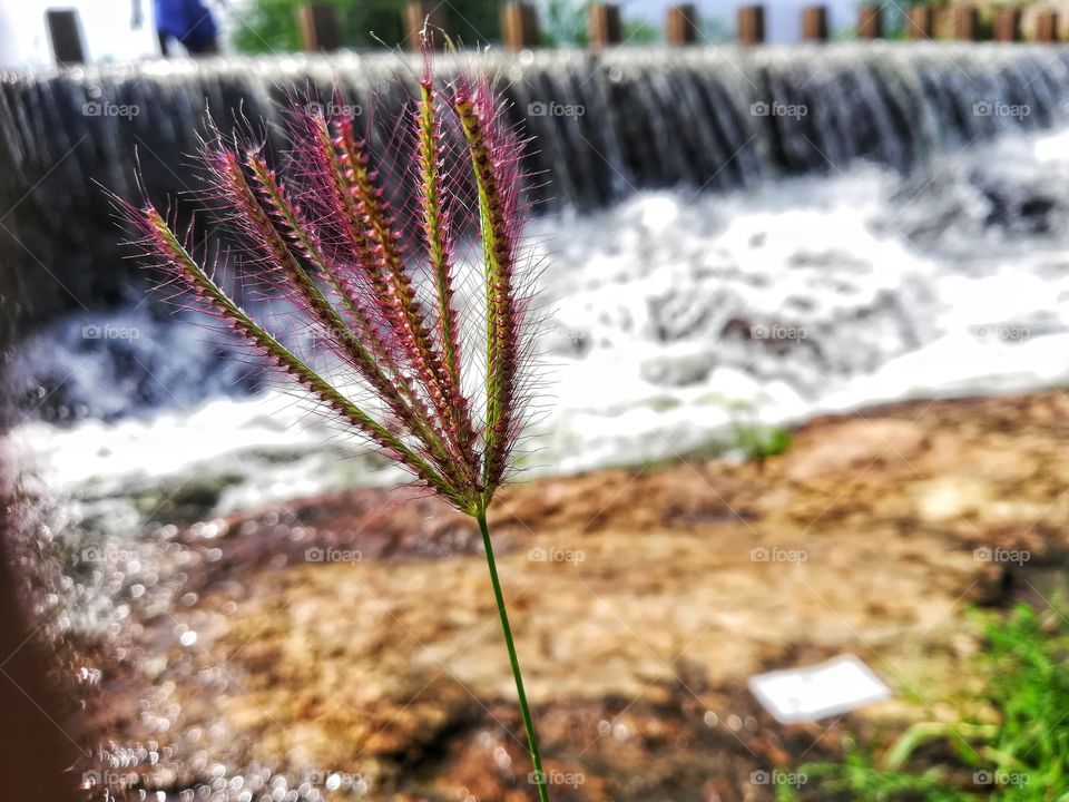this is single picture. and the running water in front of the this plant was captured vy portrait