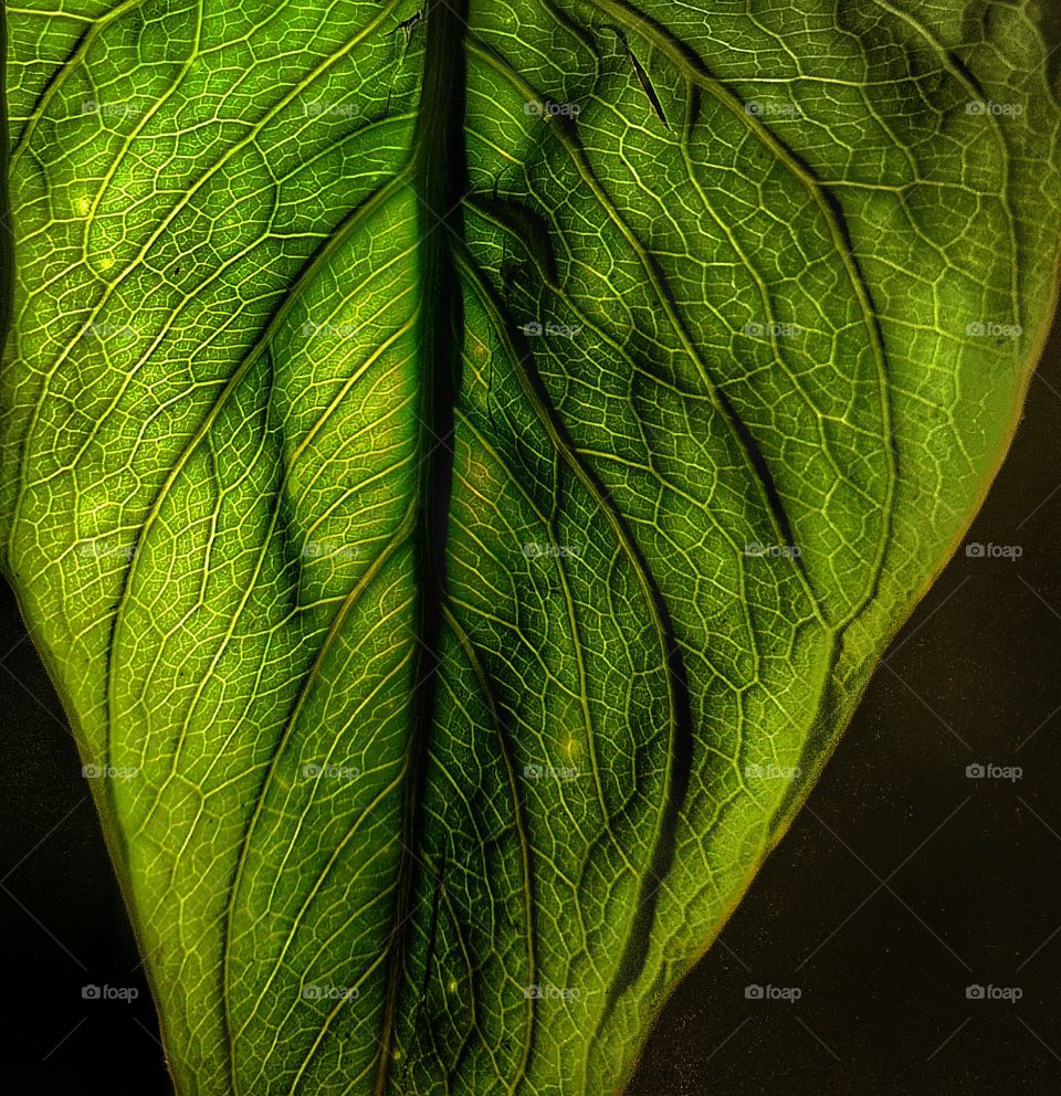 beautiful leaf structure amazing nature