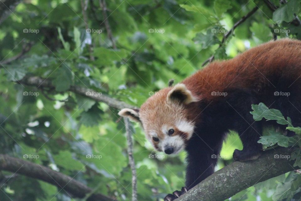 A red panda photographed by myself in Bristol zoo