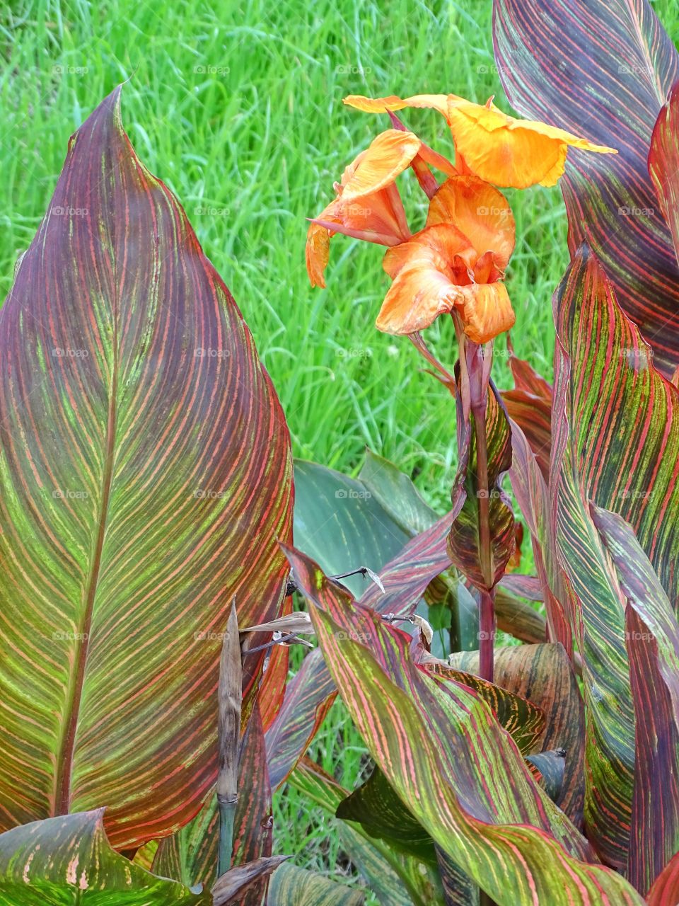 What the pots contain