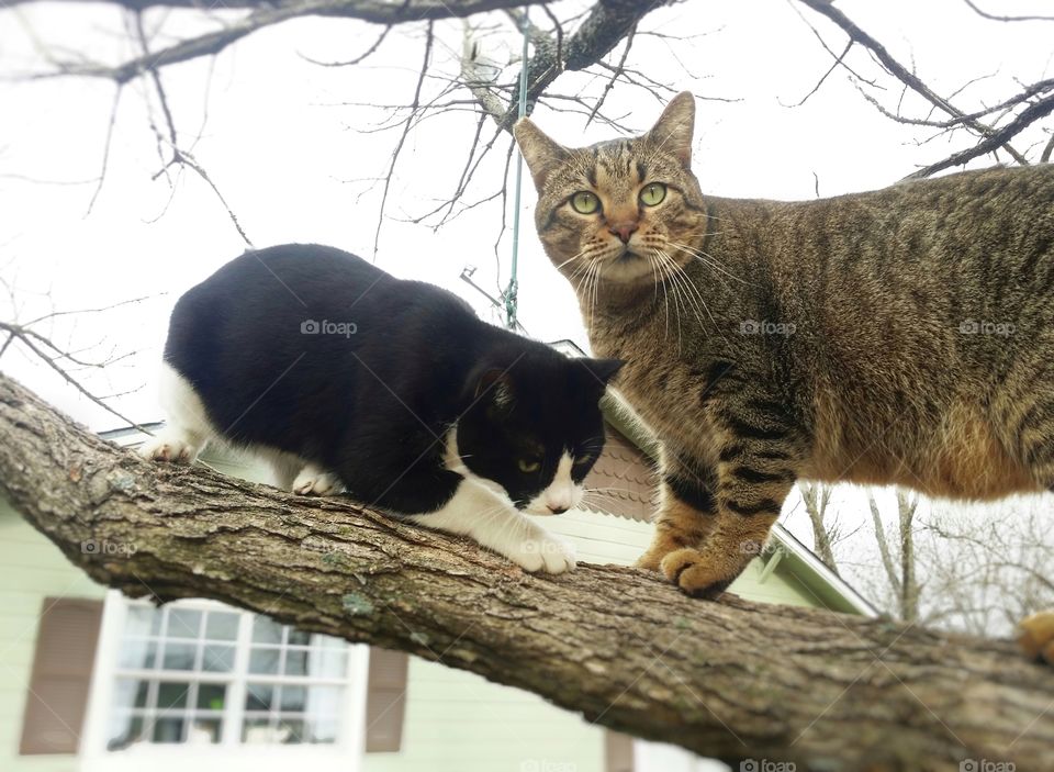 Two cats in a tree climbing together one tabby one black and white on a limb looking in winter with a green house in the background felines cats friends