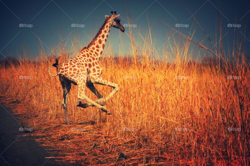 Galloping giraffe 