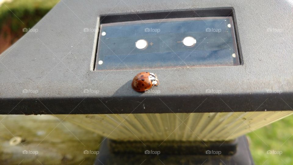 Ladybug catching sun