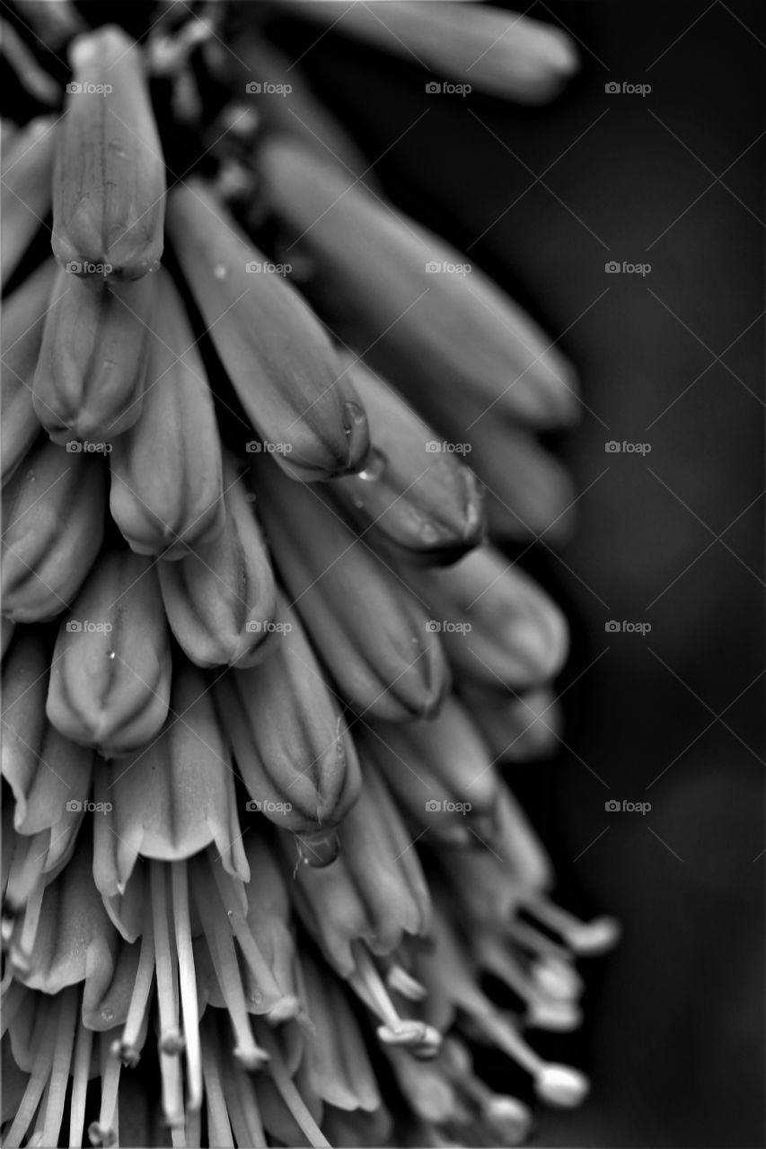 red hot poker in monochrome