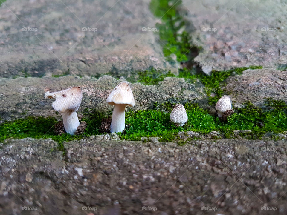small mushrooms growing in a row of moss