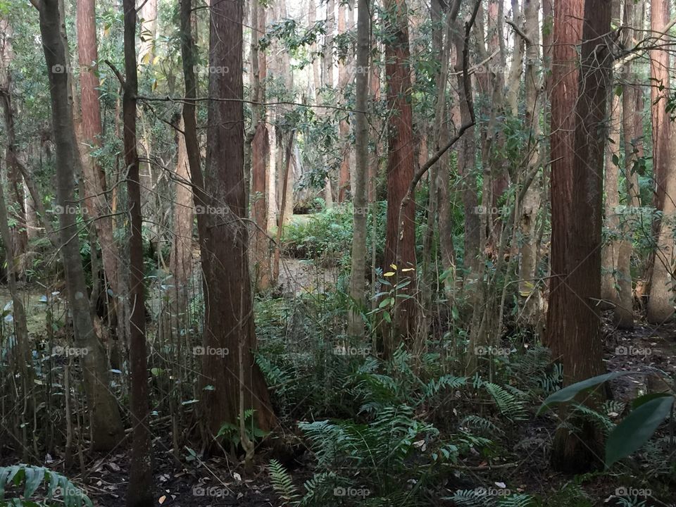 Swamp woods