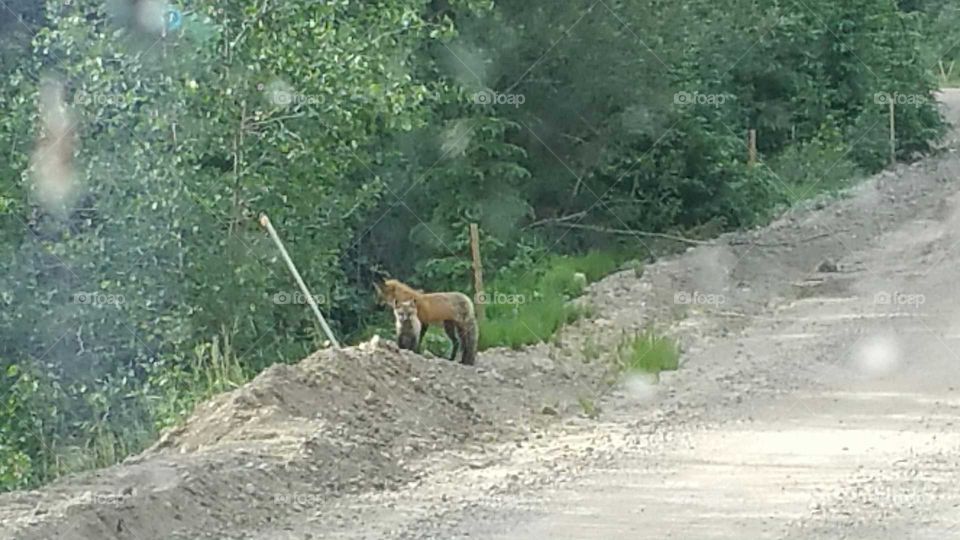 Momma & baby fox