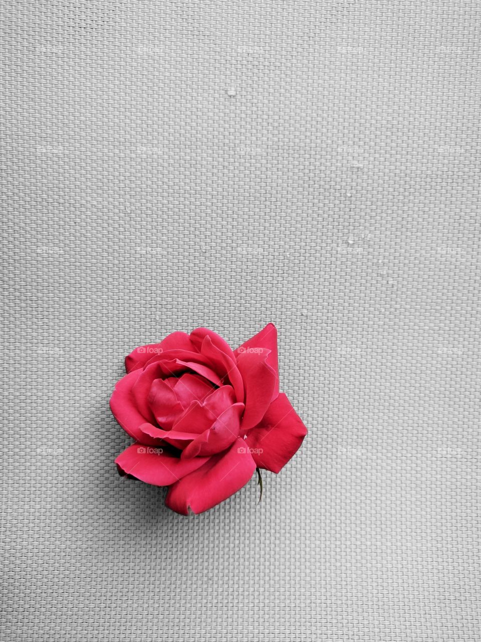 minimal is beautiful....rose