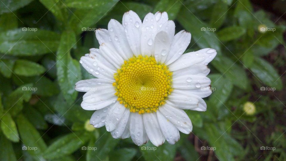 Shasta daisy