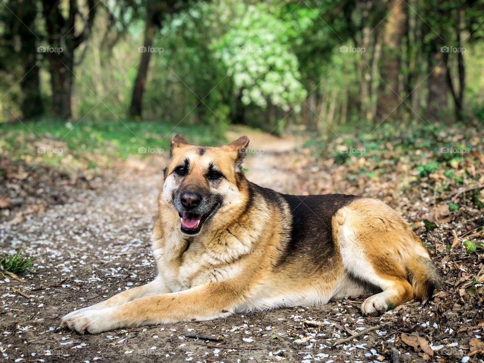 Dog in the forest 