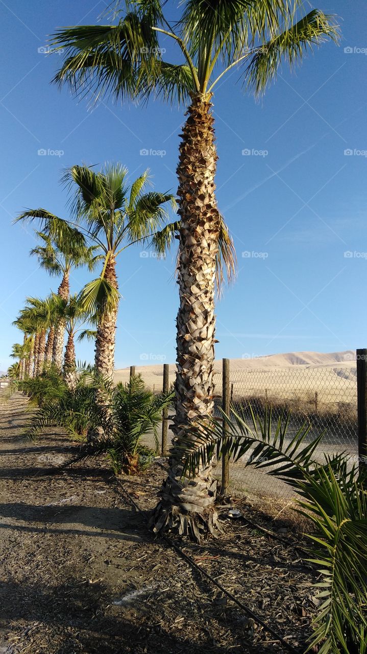 Desert Palm Trees