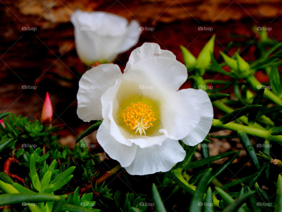 blooming succulent has a delicate white flower with yellow center