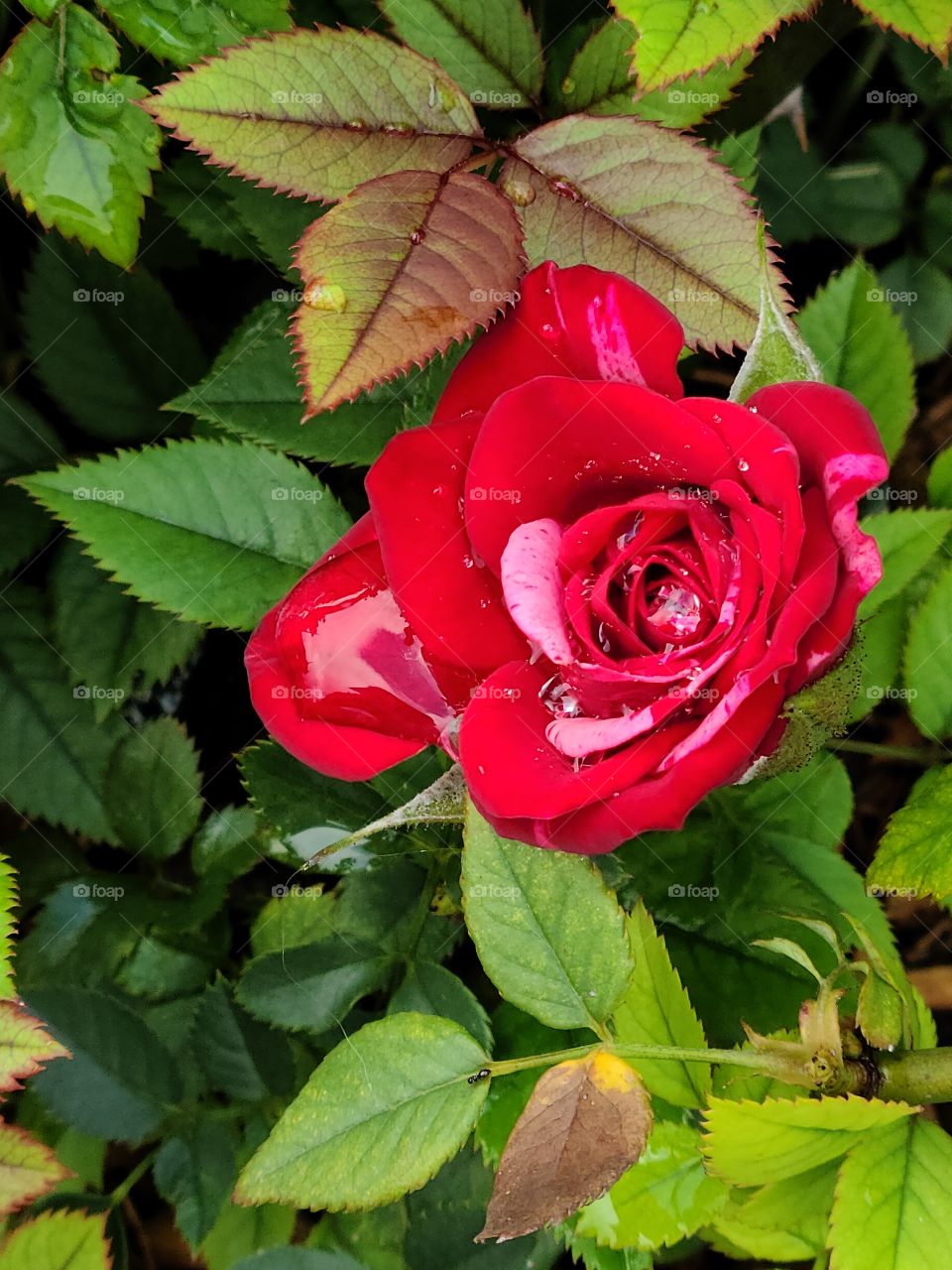 Rose