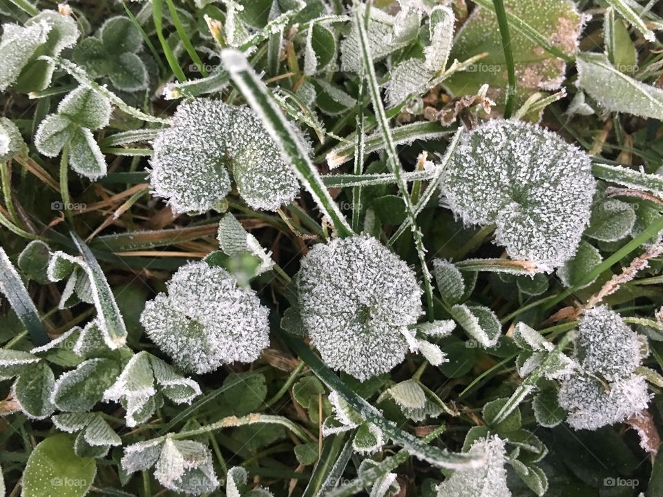 Frost on grass and clover