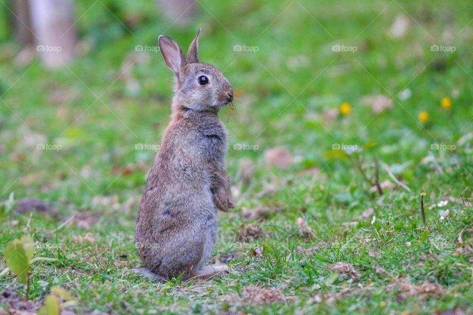 Cute rabbit standing in a park
