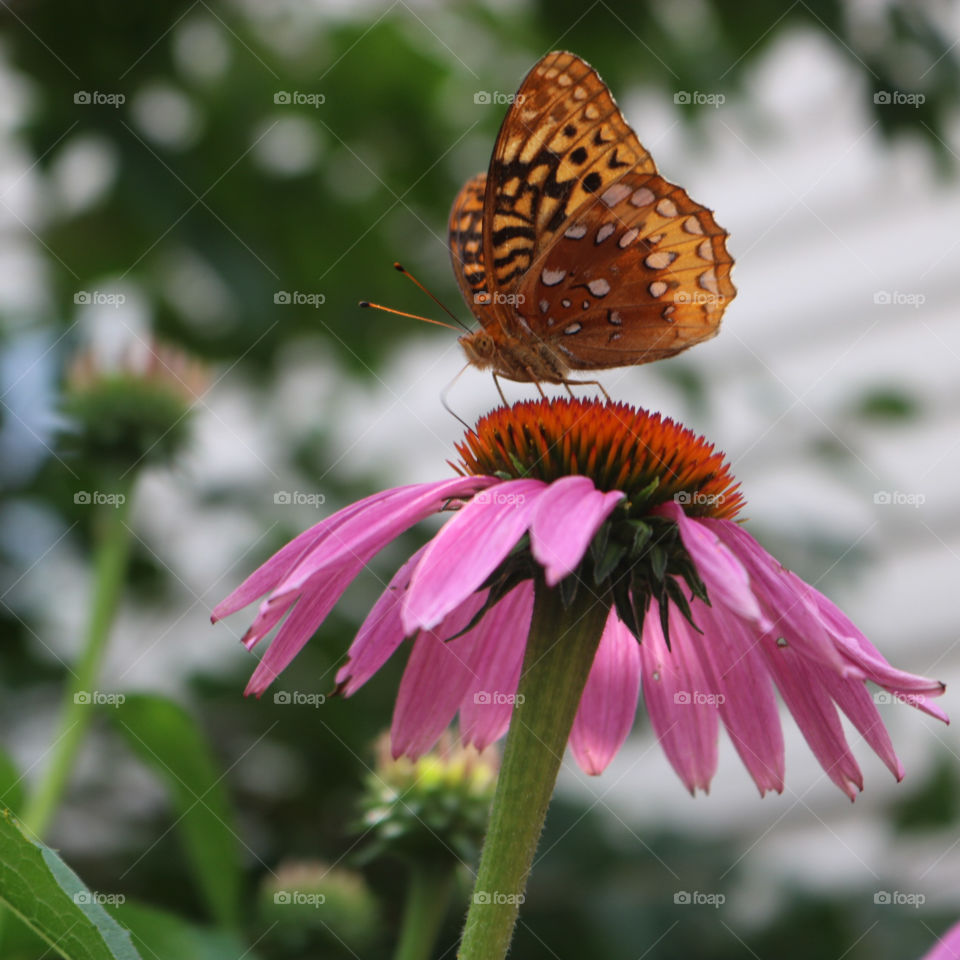 Summer- Butterfly and cone flower.