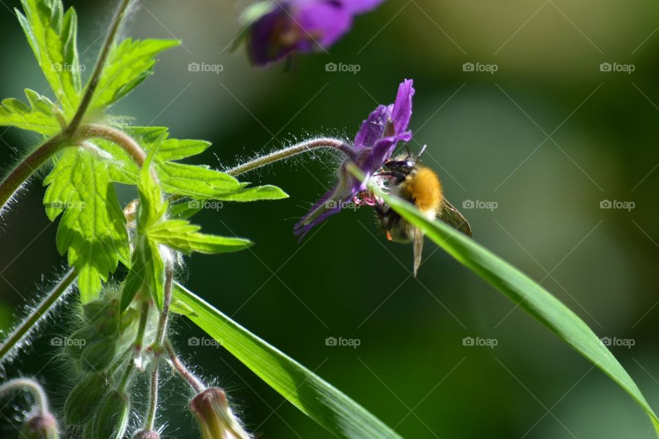 Nature, Flora, No Person, Leaf, Garden