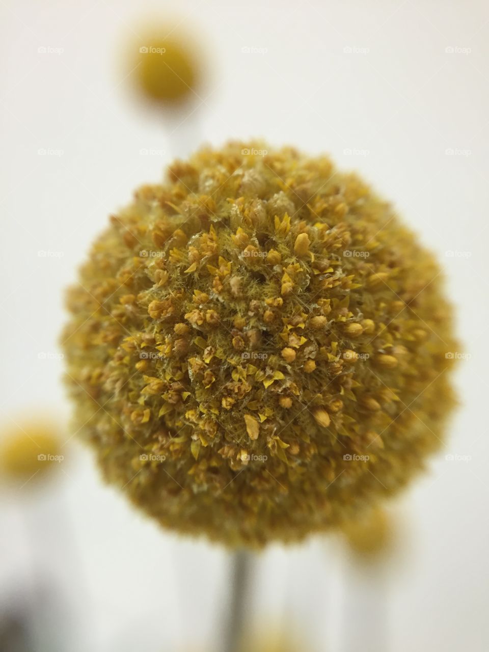 This dried ball is s variety of daisy, that grows as a cluster of tiny flowers.