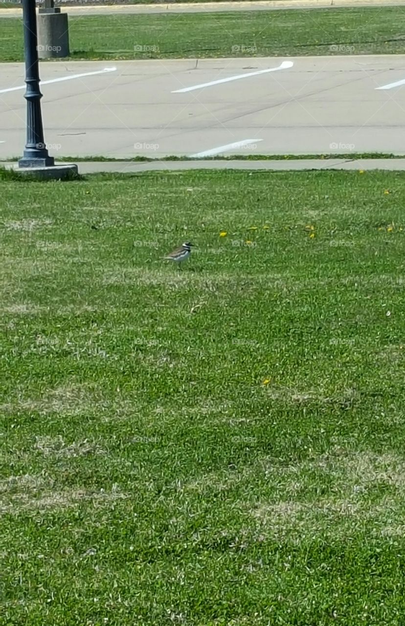 bird in the grass