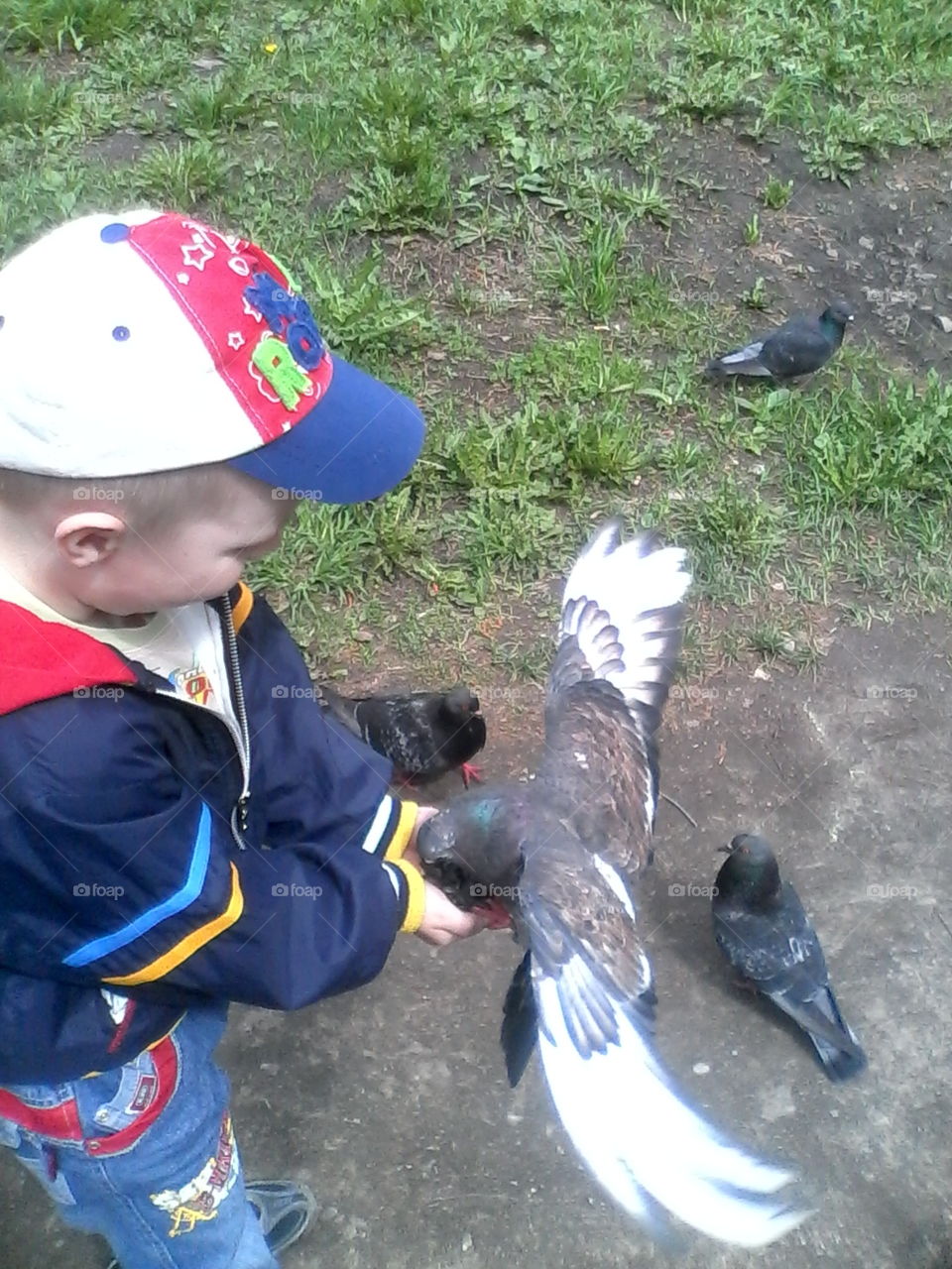feeding birds. My son feeding pigeons