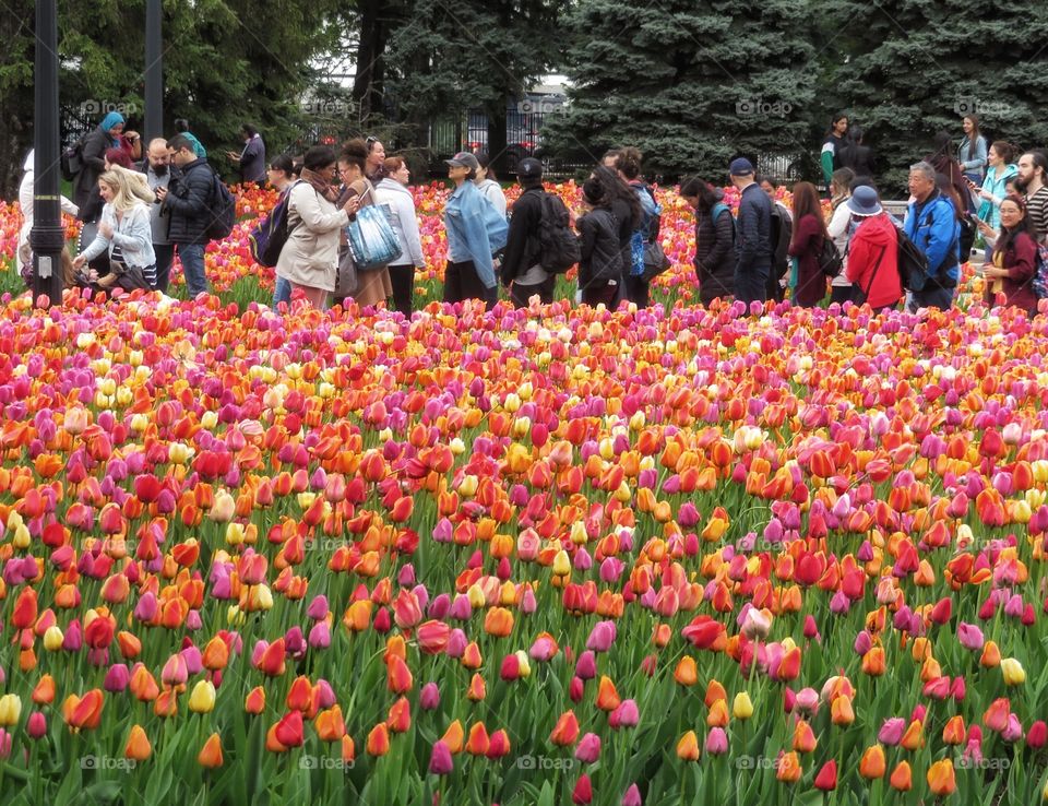 Tulips Montreal Botanical Gardens 