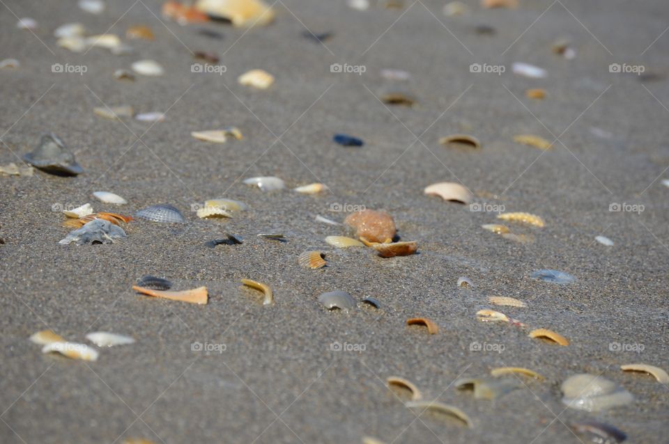 Beach shells