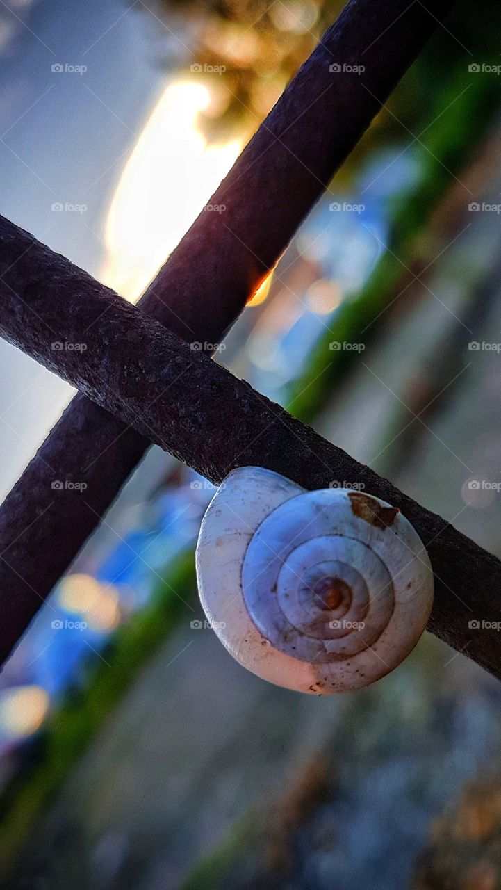 Snail on a fence at sundown