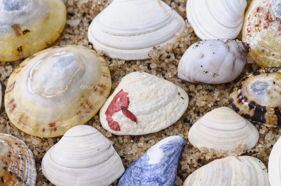 Shells