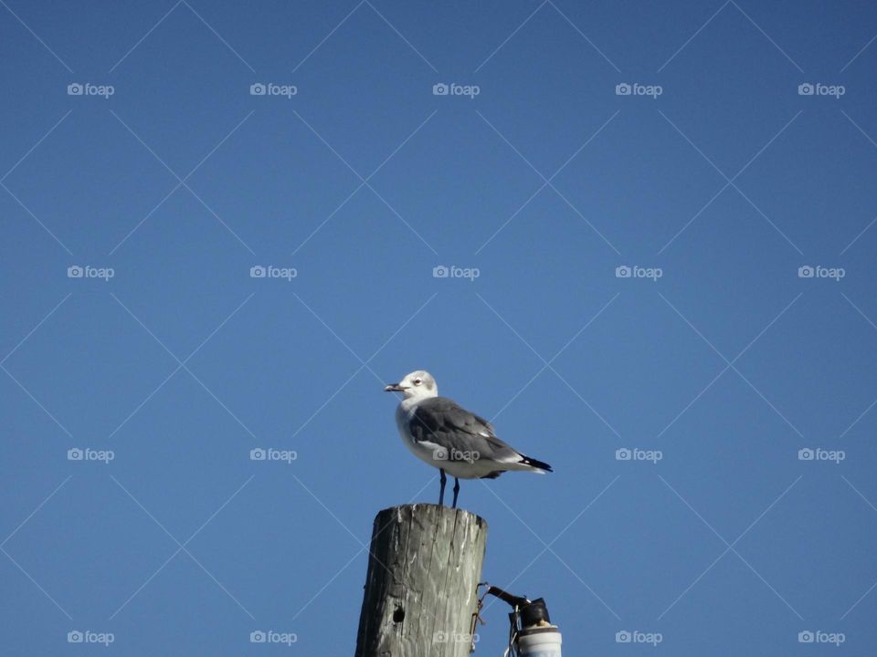 Seagulls standing in a electrical post Nassau Bahamas.