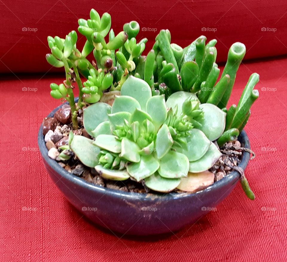 Potted cactus plants on red sofa
