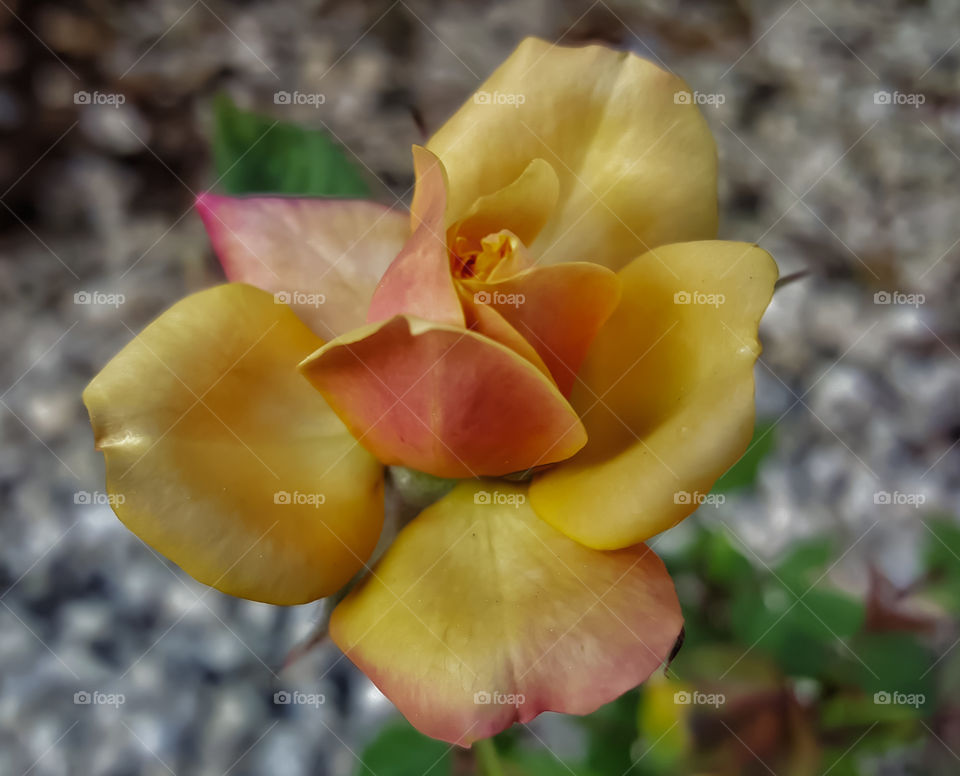 rosa flowers