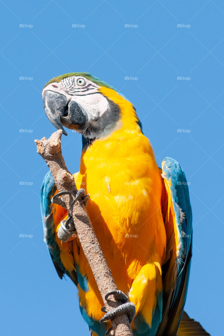 Blue and yellow macaw