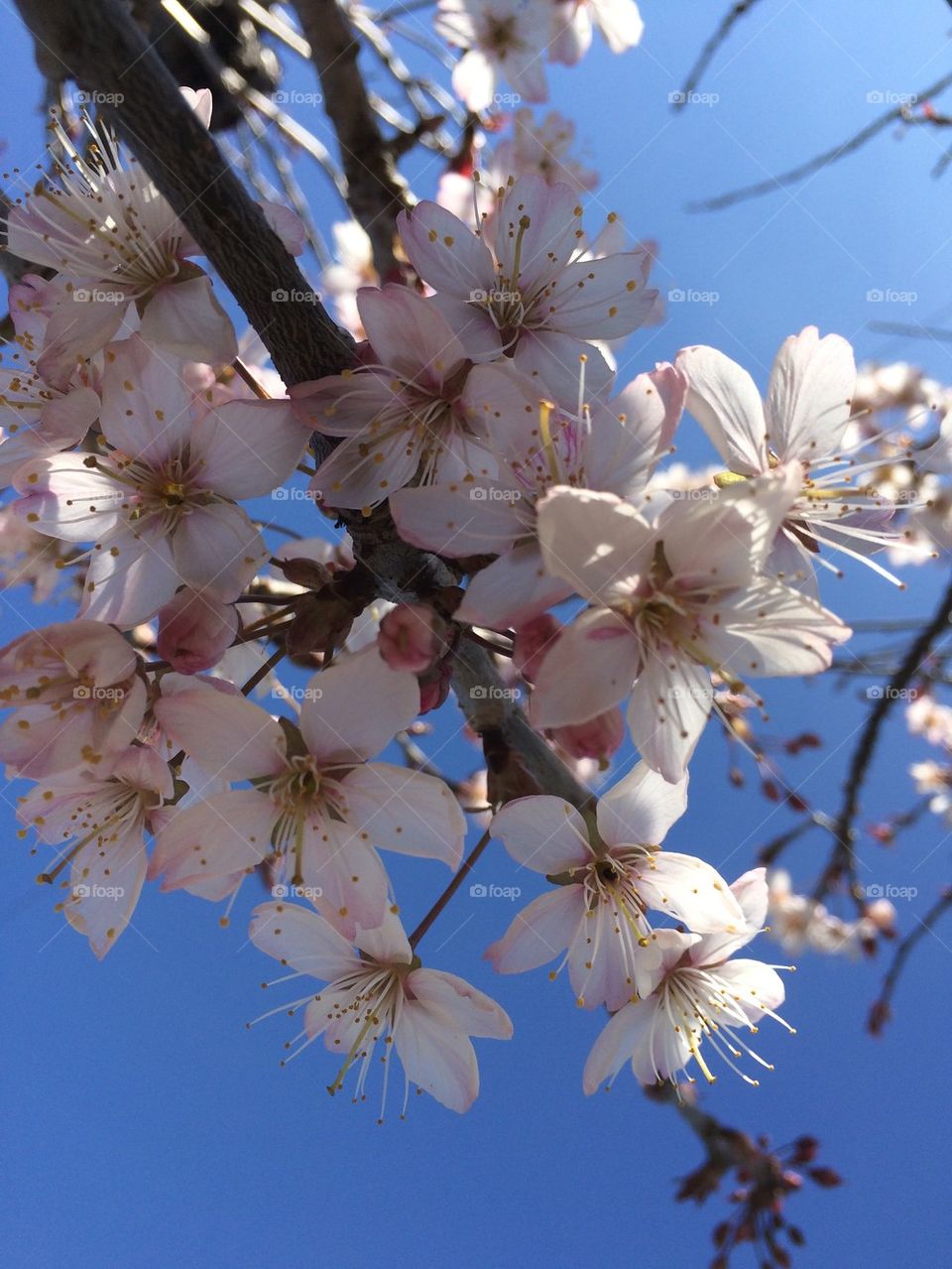 April Flowers