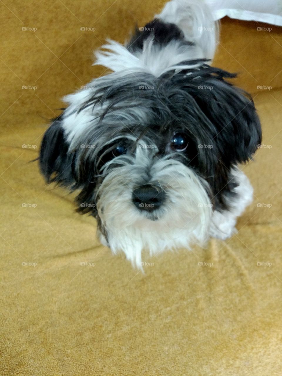 Black and white little dog with beautiful eyes. Yorkie poo. Terrier