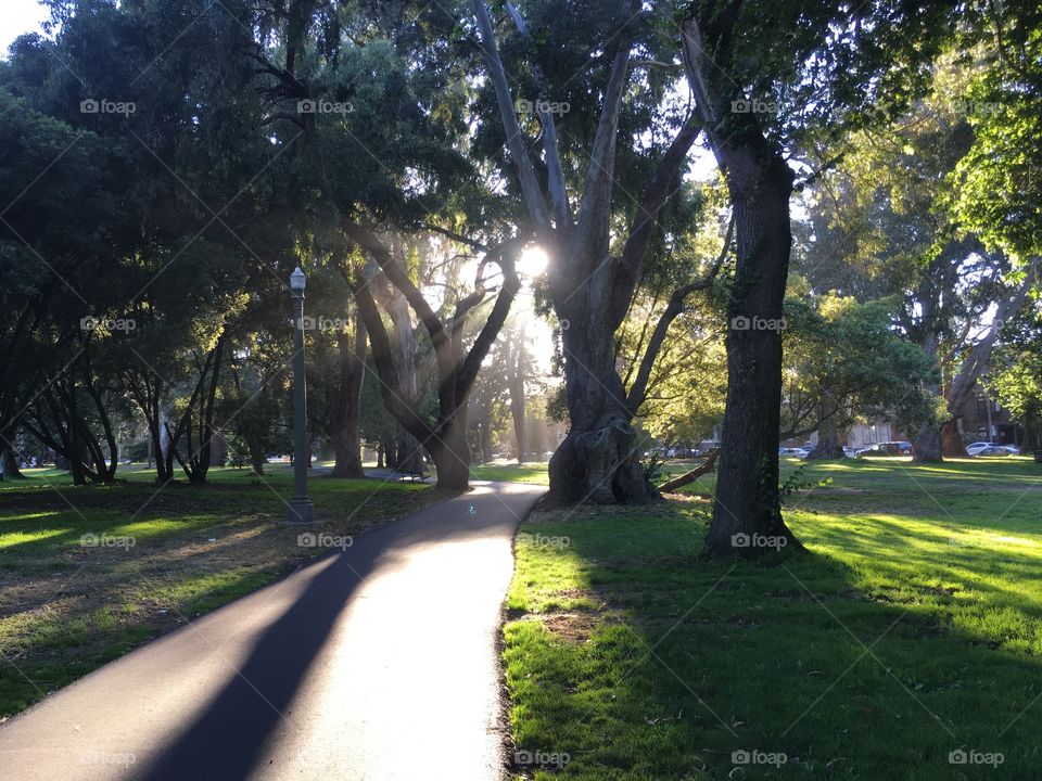 Walking through the panhandle of Golden Gate Park in San Francisco with sun streaming through the trees