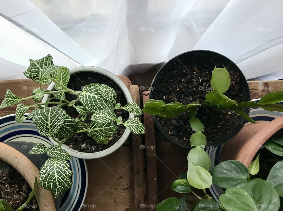 House plants in a window seal