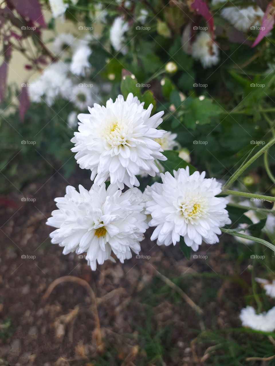 Shevanti Flower also called in english chrysanthemum beauty of garden