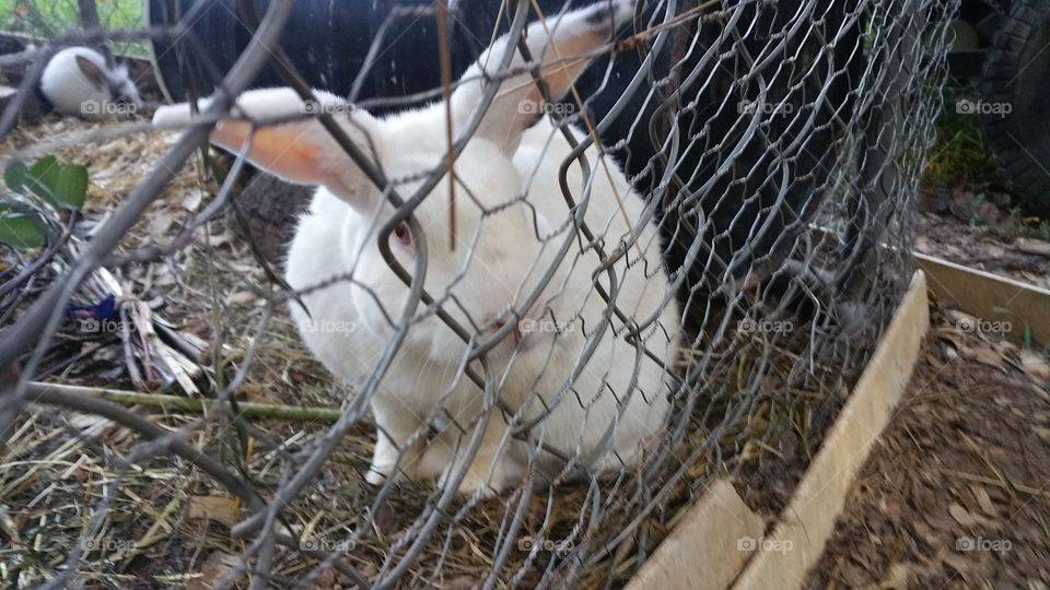 withe rabbit. a white rabbit in a cage