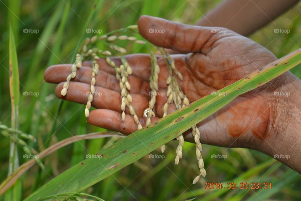 natural grean grass and rice - hand