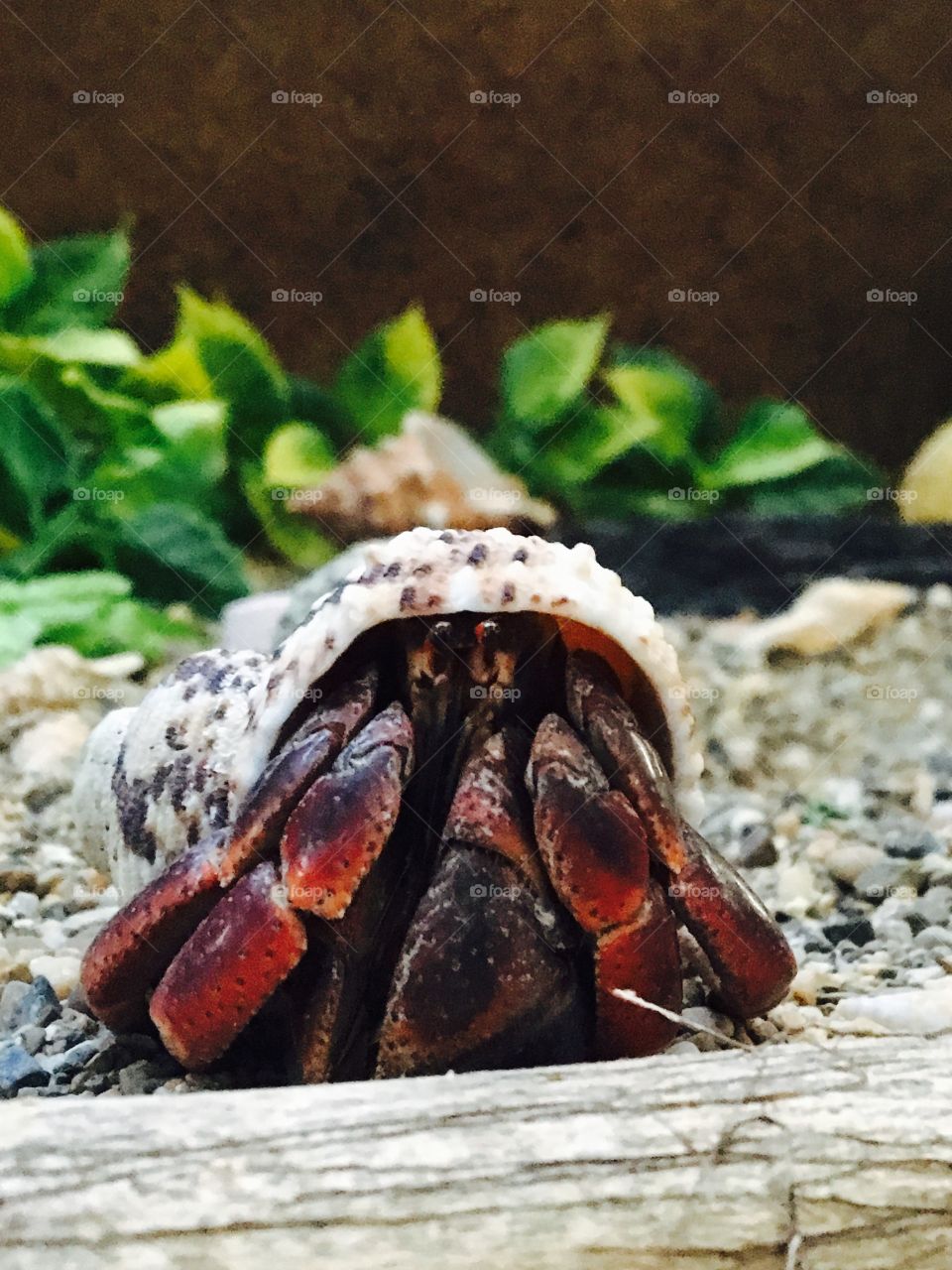 Hermit crab
