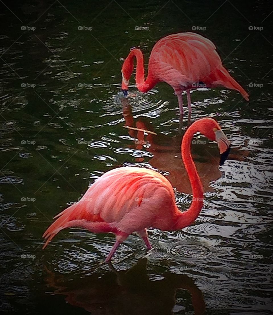 flamingo