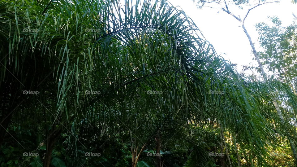 NATURE PALM TREE