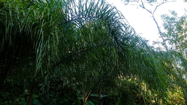 NATURE PALM TREE