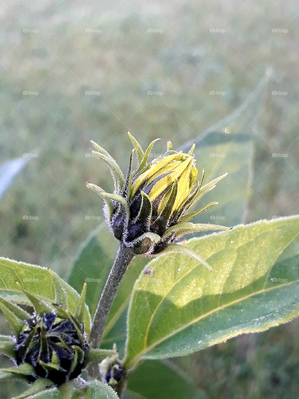 sun lit buds of topinambur covered with dew  in a autumn garden