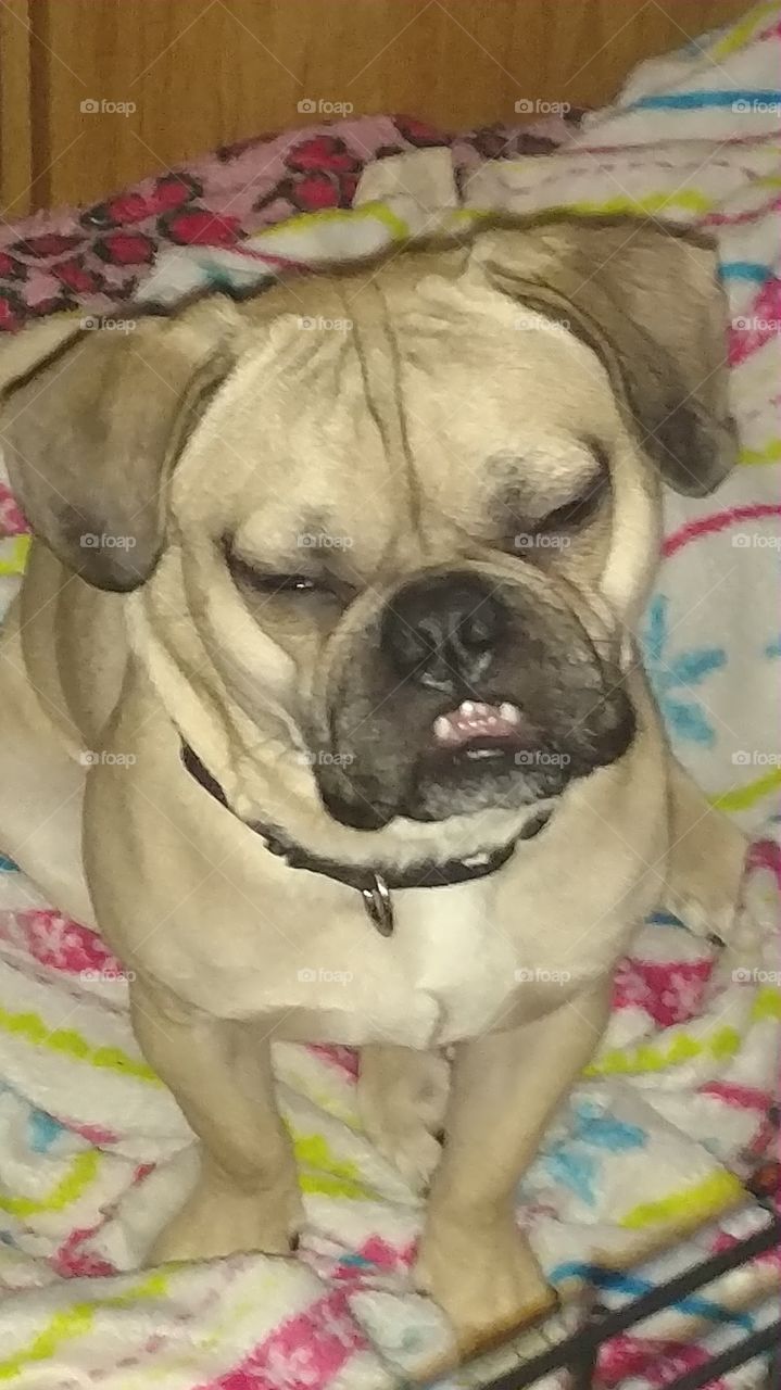 dog with his teeth sticking out